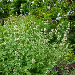 Cataire "Menthe des Chats" (Nepeta cataria) - Grand Modèle